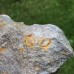 Trochocystites bohemicus
